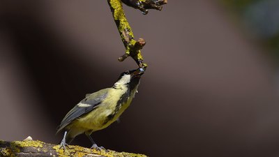 Büyük Baştankara - Parus major kuş fotoğrafı
