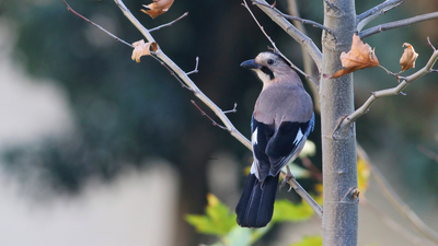 Alakarga (Garrulus glandarius) - Adana / Seyhan kuş fotoğrafı