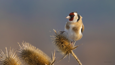 Saka - Carduelis carduelis kuş fotoğrafı