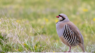 Kınalı Keklik - Alectoris chukar kuş fotoğrafı