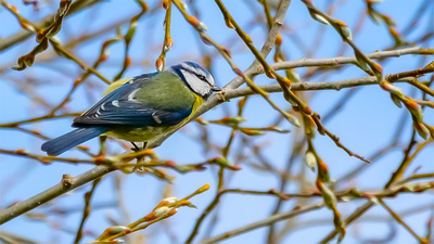 Mavi Baştankara - Cyanistes caeruleus kuş fotoğrafı