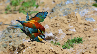 Arıkuşu - Merops apiaster kuş fotoğrafı