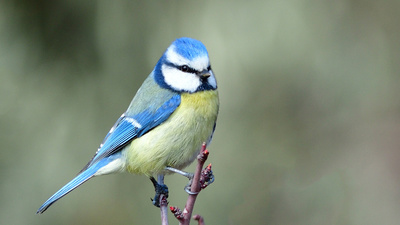 Mavi Baştankara - Cyanistes caeruleus kuş fotoğrafı