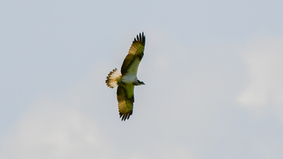 Balık Kartalı - Pandion haliaetus kuş fotoğrafı