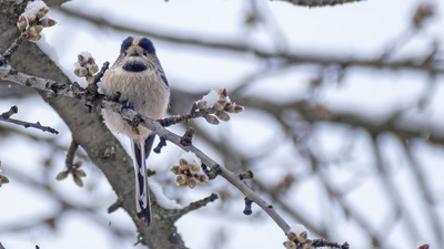 Uzunkuyruklu Baştankara (Aegithalos caudatus) - Bilecik / Merkez kuş fotoğrafı