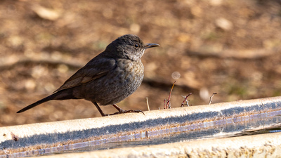 Karatavuk - Turdus merula kuş fotoğrafı