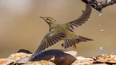 Söğütbülbülü (Phylloscopus trochilus) - Isparta / Merkez kuş fotoğrafı