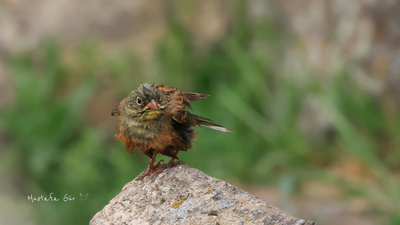 Kirazkuşu - Emberiza hortulana kuş fotoğrafı