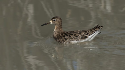 Dövüşkenkuş - Calidris pugnax kuş fotoğrafı