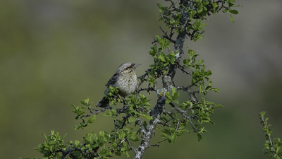 Boyunçeviren - Jynx torquilla kuş fotoğrafı