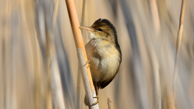Saz Kamışçını - Acrocephalus scirpaceus kuş fotoğrafı