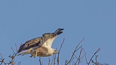 Kızıl Şahin - Buteo rufinus kuş fotoğrafı