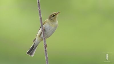 Söğütbülbülü - Phylloscopus trochilus kuş fotoğrafı