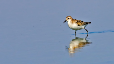 Küçük Kumkuşu (Calidris minuta) - Malatya / Battalgazi kuş fotoğrafı