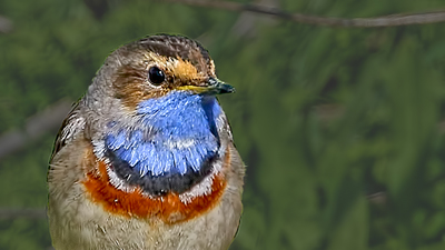 Mavigerdan - Luscinia svecica kuş fotoğrafı