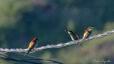 Arıkuşu - Merops apiaster kuş fotoğrafı