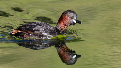 Küçük Batağan (Tachybaptus ruficollis) - Ankara / Çubuk kuş fotoğrafı