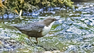 Derekuşu - Cinclus cinclus kuş fotoğrafı