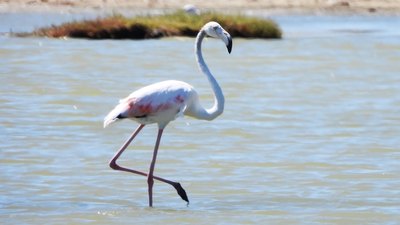 Flamingo