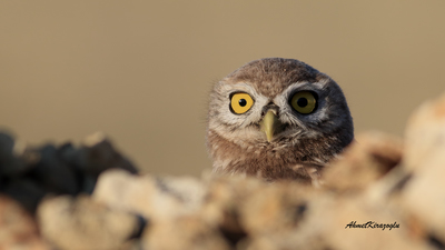 Kukumav - Athene noctua kuş fotoğrafı