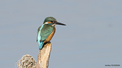 Yalıçapkını (Alcedo atthis) - Ankara / Gölbaşı kuş fotoğrafı