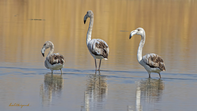 Flamingo