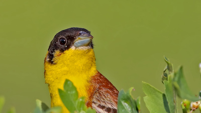 Karabaşlı Çinte - Emberiza melanocephala kuş fotoğrafı