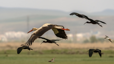 Leylek (Ciconia ciconia) - Aksaray / Merkez kuş fotoğrafı