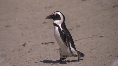 Nastya Zavaratnyuk bilan onlayn jinsiy aloqa video