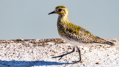 Altın Yağmurcun - Pluvialis apricaria kuş fotoğrafı