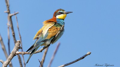 Arıkuşu (Merops apiaster) - Isparta / Merkez kuş fotoğrafı