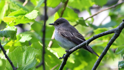 Benekli Sinekkapan - Muscicapa striata kuş fotoğrafı