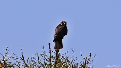 Gök doğan (Falco peregrinus) - Kastamonu / Abana kuş fotoğrafı