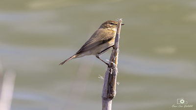 Çıvgın - Phylloscopus collybita kuş fotoğrafı