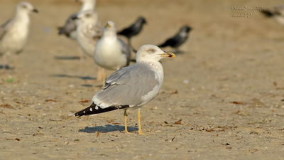 Gümüş Martı (Larus michahellis) - İstanbul / Küçükçekmece kuş fotoğrafı