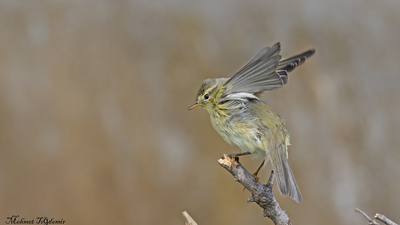 Söğütbülbülü (Phylloscopus trochilus) - Isparta / Eğirdir kuş fotoğrafı