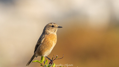 Taşkuşu - Saxicola rubicola kuş fotoğrafı