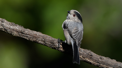 Uzunkuyruklu Baştankara - Aegithalos caudatus kuş fotoğrafı