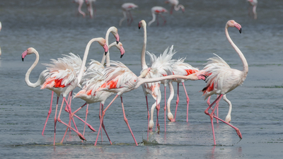 Flamingo (Phoenicopterus roseus) - Edirne / Keşan kuş fotoğrafı