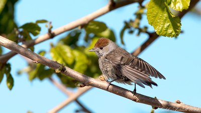 Karabaşlı Ötleğen - Sylvia atricapilla kuş fotoğrafı
