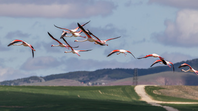Flamingo - Phoenicopterus roseus kuş fotoğrafı
