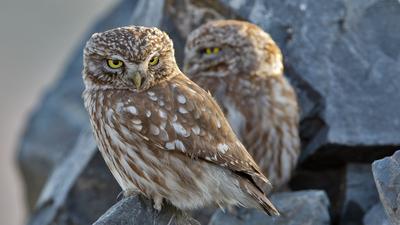 Kukumav - Athene noctua kuş fotoğrafı