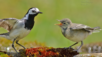 Ak Kuyruksallayan