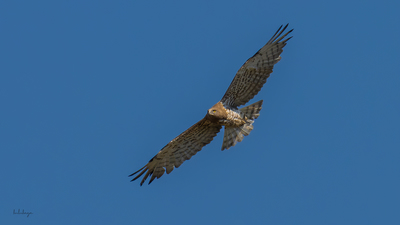 Yılan Kartalı (Circaetus gallicus) - Bilecik / Bozüyük kuş fotoğrafı