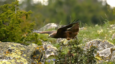 Kara Çaylak (Milvus migrans) - Bolu / Dörtdivan kuş fotoğrafı