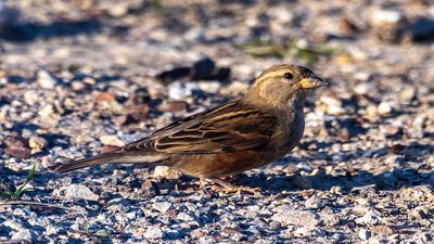 Serçe - Passer domesticus kuş fotoğrafı