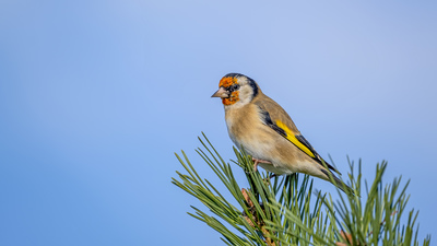 Saka - Carduelis carduelis kuş fotoğrafı