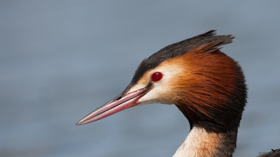 Bahri (Podiceps cristatus) - Ankara / Etimesgut kuş fotoğrafı