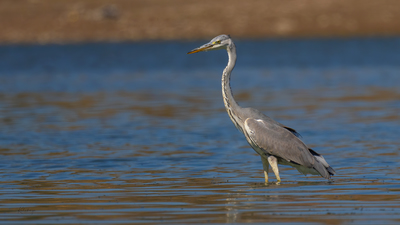 Gri balıkçıl (Ardea cinerea) - Bilecik / Bozüyük kuş fotoğrafı