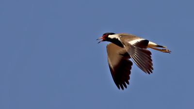 Büyük Kızkuşu (Vanellus indicus) - Şanlıurfa / Suruç kuş fotoğrafı